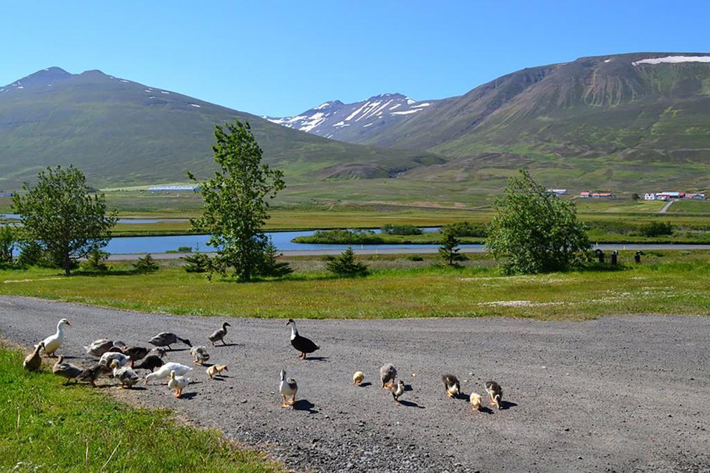 Hofthi Cottages Dalvik Exterior photo